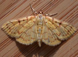 Ironweed Root Moth